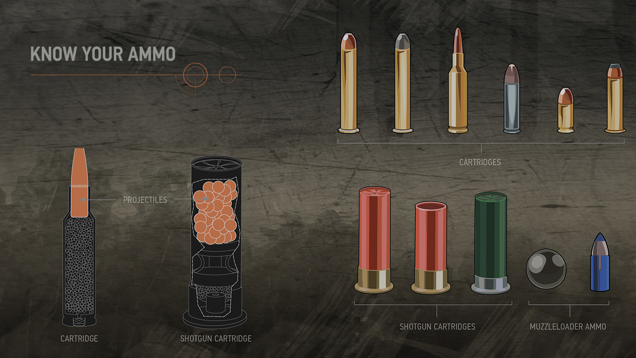 Illustration of different types of ammunition, including cartridges, shotgun cartridges and muzzleloader ammunition.